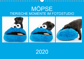 MÖPSE – tierische Momente im Fotostudio (Wandkalender 2020 DIN A3 quer) von Dodeck,  Ole