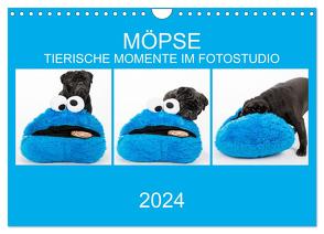 MÖPSE – tierische Momente im Fotostudio (Wandkalender 2024 DIN A4 quer), CALVENDO Monatskalender von Dodeck,  Ole