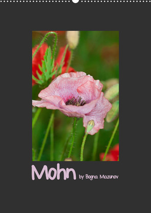 Mohn (Wandkalender 2022 DIN A2 hoch) von Mazunov,  Bogna