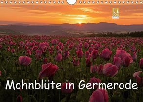 Mohnblüte in Germerode (Wandkalender 2019 DIN A4 quer) von Klapp,  Lutz