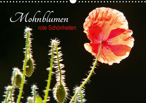 Mohnblumen – rote Schönheiten (Wandkalender 2020 DIN A3 quer) von Bölts,  Meike