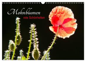 Mohnblumen – rote Schönheiten (Wandkalender 2024 DIN A3 quer), CALVENDO Monatskalender von Bölts,  Meike