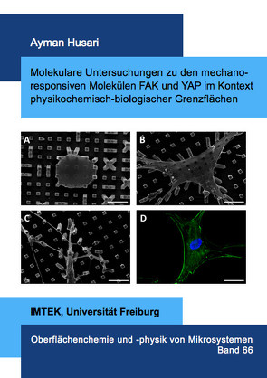 Molekulare Untersuchungen zu den mechanoresponsiven Molekülen FAK und YAP im Kontext physikochemisch-biologischer Grenzflächen von Husari,  Ayman