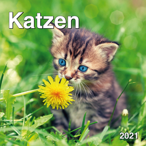 Monatskalender Katzen 2021 von garant Verlag GmbH