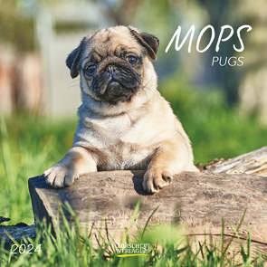 Mops 2024 von Korsch Verlag