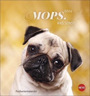 Mops Postkartenkalender 2024