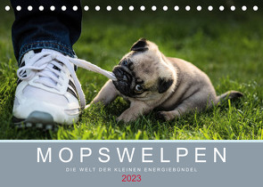 Mopswelpen (Tischkalender 2023 DIN A5 quer) von Dodeck,  Ole