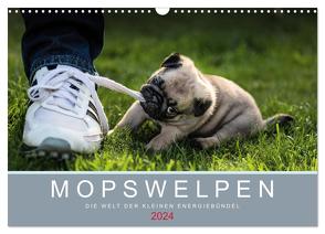 Mopswelpen (Wandkalender 2024 DIN A3 quer), CALVENDO Monatskalender von Dodeck,  Ole