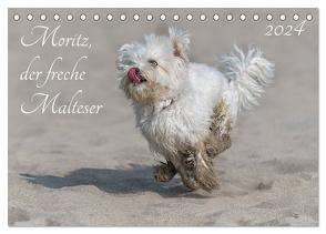 Moritz, der freche Malteser (Tischkalender 2024 DIN A5 quer), CALVENDO Monatskalender von Roos,  Hanspeter