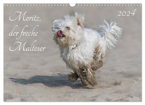 Moritz, der freche Malteser (Wandkalender 2024 DIN A3 quer), CALVENDO Monatskalender von Roos,  Hanspeter