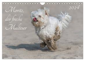 Moritz, der freche Malteser (Wandkalender 2024 DIN A4 quer), CALVENDO Monatskalender von Roos,  Hanspeter