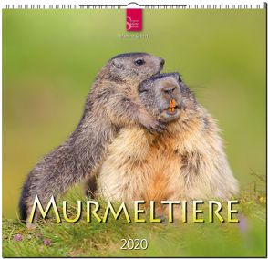 Murmeltiere von Gebert,  Martina