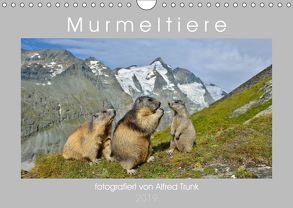 MurmeltiereAT-Version (Wandkalender 2019 DIN A4 quer) von Trunk,  Alfred