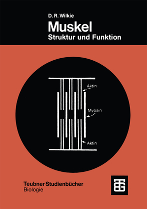 Muskel von Wilkie,  Douglas Robert