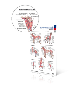 Muskeltafel Hund von Gühring,  Katja