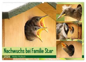 Nachwuchs bei Familie Star (Wandkalender 2024 DIN A2 quer), CALVENDO Monatskalender von Hultsch,  Heike