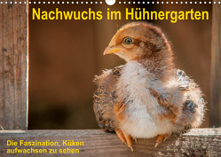 Nachwuchs im Hühnergarten (Wandkalender 2023 DIN A3 quer) von Berkenkamp,  Britta