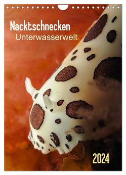 Nacktschnecken – Unterwasserwelt 2024 (Wandkalender 2024 DIN A4 hoch), CALVENDO Monatskalender von Weber-Gebert,  Claudia