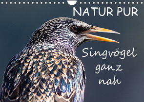 NATUR PUR – Singvögel ganz nah (Wandkalender 2022 DIN A4 quer) von Dietzel,  Karin