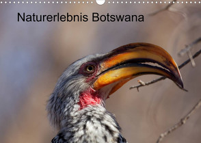 Naturerlebnis Botswana (Wandkalender 2022 DIN A3 quer) von Willy Bruechle,  Dr.