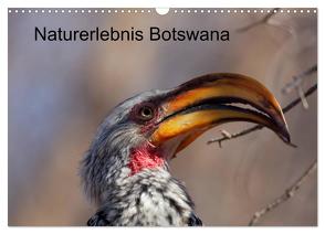 Naturerlebnis Botswana (Wandkalender 2024 DIN A3 quer), CALVENDO Monatskalender von Willy Bruechle,  Dr.