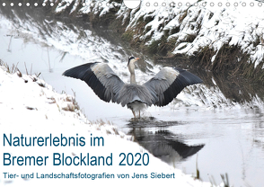 Naturerlebnis im Bremer Blockland (Wandkalender 2020 DIN A4 quer) von Siebert,  Jens