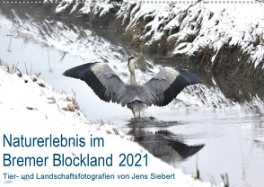 Naturerlebnis im Bremer Blockland (Wandkalender 2021 DIN A2 quer) von Siebert,  Jens