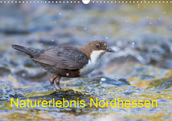 Naturerlebnis Nordhessen (Wandkalender 2021 DIN A3 quer) von Martin (GDT),  Wilfried