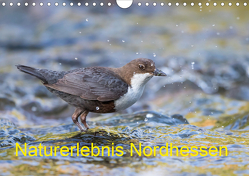 Naturerlebnis Nordhessen (Wandkalender 2021 DIN A4 quer) von Martin (GDT),  Wilfried