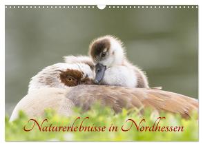 Naturerlebnisse in Nordhessen (Wandkalender 2024 DIN A3 quer), CALVENDO Monatskalender von Martin (GDT),  Wilfried