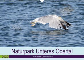 Naturpark Unteres Odertal (Wandkalender 2020 DIN A3 quer) von Widdmann,  Uwe