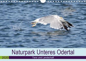 Naturpark Unteres Odertal (Wandkalender 2020 DIN A4 quer) von Widdmann,  Uwe