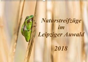 Naturstreifzüge im Leipziger Auwald (Wandkalender 2018 DIN A2 quer) von Beyer,  Daniela