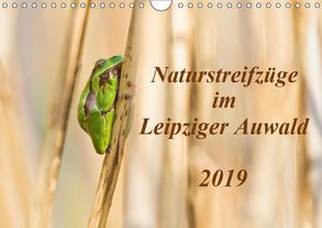 Naturstreifzüge im Leipziger Auwald (Wandkalender 2019 DIN A4 quer) von Beyer,  Daniela