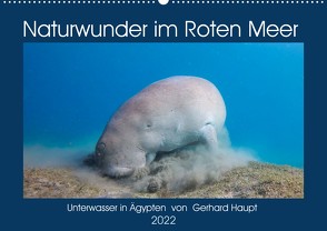 Naturwunder im Roten Meer (Wandkalender 2022 DIN A2 quer) von Haupt,  Gerhard