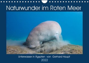 Naturwunder im Roten Meer (Wandkalender 2022 DIN A4 quer) von Haupt,  Gerhard