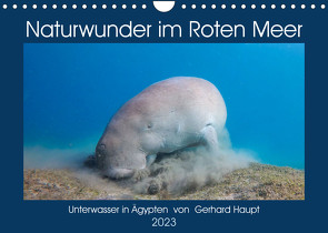 Naturwunder im Roten Meer (Wandkalender 2023 DIN A4 quer) von Haupt,  Gerhard