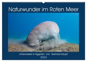 Naturwunder im Roten Meer (Wandkalender 2024 DIN A2 quer), CALVENDO Monatskalender von Haupt,  Gerhard