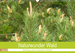 Naturwunder Wald (Wandkalender 2023 DIN A3 quer) von Vier,  Bettina