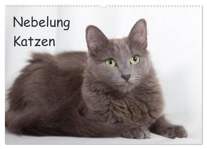 Nebelung Katzen (Wandkalender 2024 DIN A2 quer), CALVENDO Monatskalender von Verena Scholze,  Fotodesign