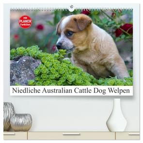 Niedliche Australian Cattle Dog Welpen (hochwertiger Premium Wandkalender 2024 DIN A2 quer), Kunstdruck in Hochglanz von Verena Scholze,  Fotodesign