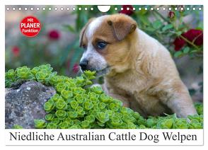 Niedliche Australian Cattle Dog Welpen (Wandkalender 2024 DIN A4 quer), CALVENDO Monatskalender von Verena Scholze,  Fotodesign