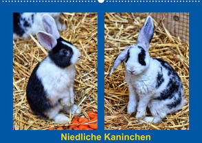 Niedliche Kaninchen (Wandkalender 2022 DIN A2 quer) von kattobello