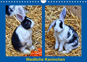 Niedliche Kaninchen (Wandkalender 2022 DIN A4 quer) von kattobello