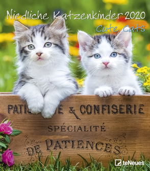 Niedliche Katzenkinder 2020