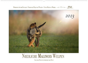 Niedliche Malinois Welpen (Wandkalender 2023 DIN A2 quer) von Wrede,  Martina