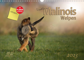 Niedliche Malinois Welpen (Wandkalender 2023 DIN A3 quer) von Wrede,  Martina