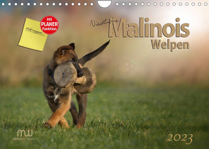 Niedliche Malinois Welpen (Wandkalender 2023 DIN A4 quer) von Wrede,  Martina