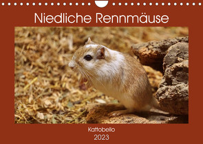 Niedliche Rennmäuse (Wandkalender 2023 DIN A4 quer) von kattobello