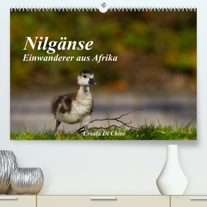 Nilgänse – Einwanderer aus Afrika (Premium, hochwertiger DIN A2 Wandkalender 2023, Kunstdruck in Hochglanz) von Di Chito,  Ursula